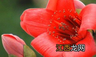 木棉花泡脚的功效与作用 木棉花泡脚的功效是什么