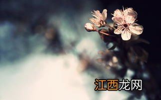 关于一句佛语