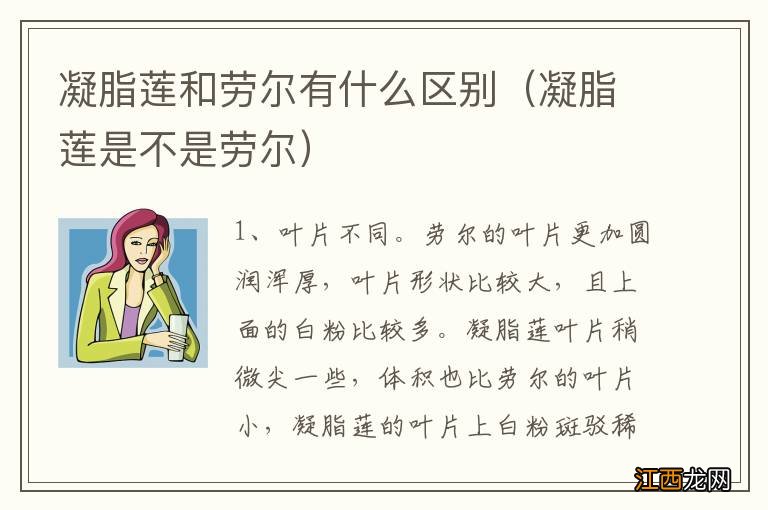 凝脂莲是不是劳尔 凝脂莲和劳尔有什么区别