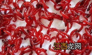 鱼类天然饵料红虫是什么，饵料和红虫