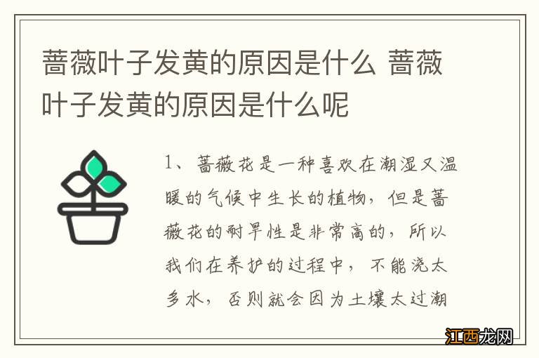 蔷薇叶子发黄的原因是什么 蔷薇叶子发黄的原因是什么呢