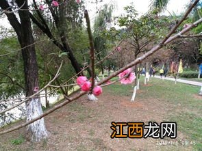 广州市龙头山烧烤怎么去