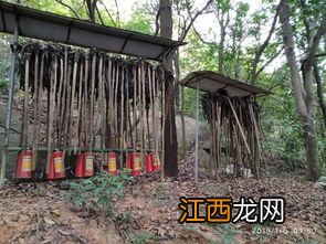 广州市龙头山烧烤怎么去