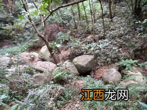 广州市龙头山烧烤怎么去