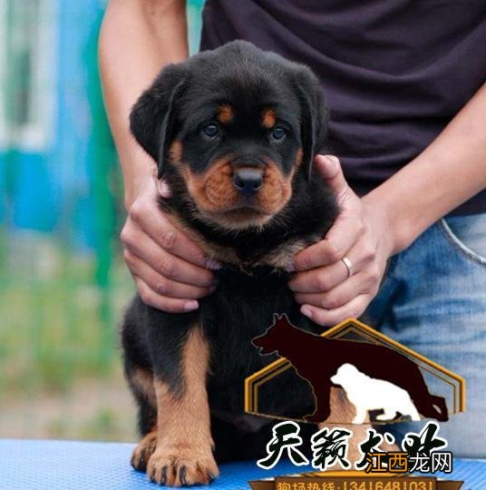 广州犬舍排行正规狗场有吗