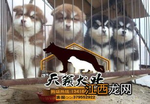 广州犬舍排行正规狗场有吗