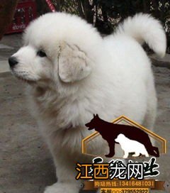 广州犬舍排行正规狗场有吗