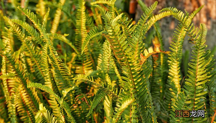 中国农业发展史几个重要阶段 农业发展的四个阶段