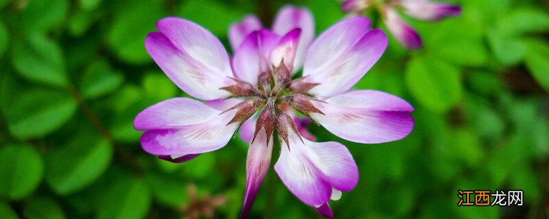 紫英仙株是什么植物图片 紫英仙株是什么植物