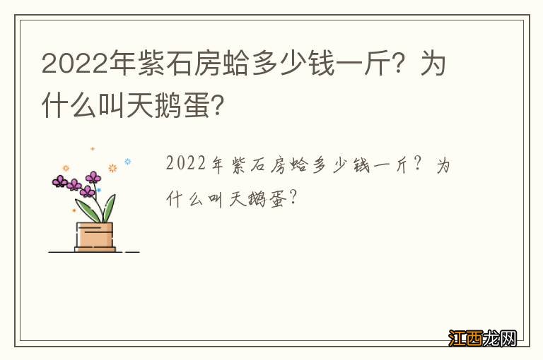 2022年紫石房蛤多少钱一斤？为什么叫天鹅蛋？