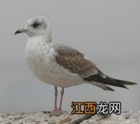 海鸥和鸽子外貌上有什么区别