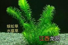 关于在鱼缸里放水草的问题