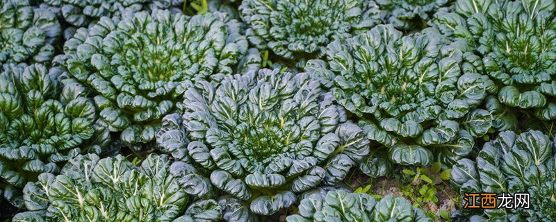 乌塌菜种植时间和方法 黄心乌塌菜种植时间和方法