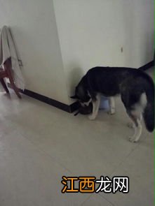 哈士奇几天不吃东西怎么办