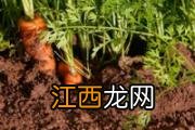 胡萝卜苗的功效与作用 胡萝卜苗的食用方式和注意事项