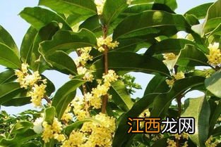 桂花能在北方种植么