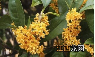 桂花能在北方种植么