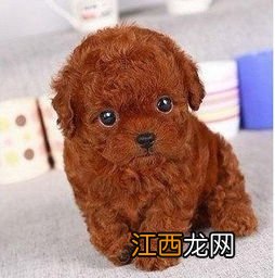 贵妇犬和泰迪哪个狗好