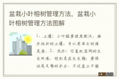 盆栽小叶榕树管理方法，盆栽小叶榕树管理方法图解