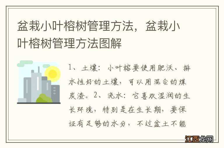 盆栽小叶榕树管理方法，盆栽小叶榕树管理方法图解