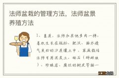 法师盆栽的管理方法，法师盆景养殖方法