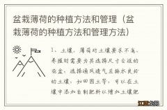 盆栽薄荷的种植方法和管理方法 盆栽薄荷的种植方法和管理