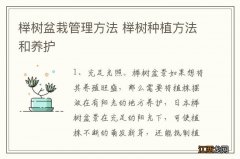 榉树盆栽管理方法 榉树种植方法和养护