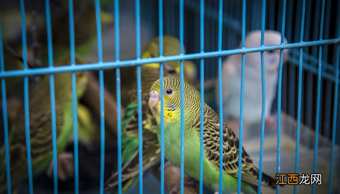 鹦鹉特点描写 鹦鹉特点