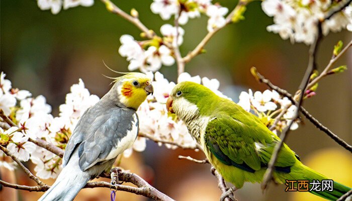 鹦鹉特点描写 鹦鹉特点