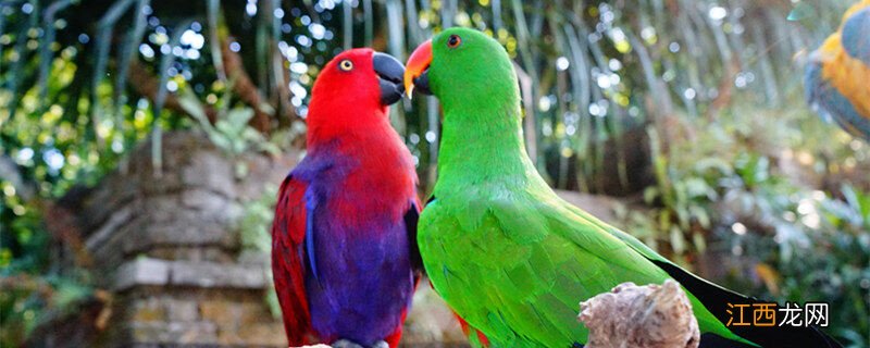 鹦鹉特点描写 鹦鹉特点