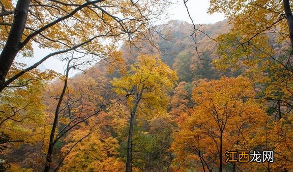 马上进入最美秋季，看红叶哪里才是最美的？