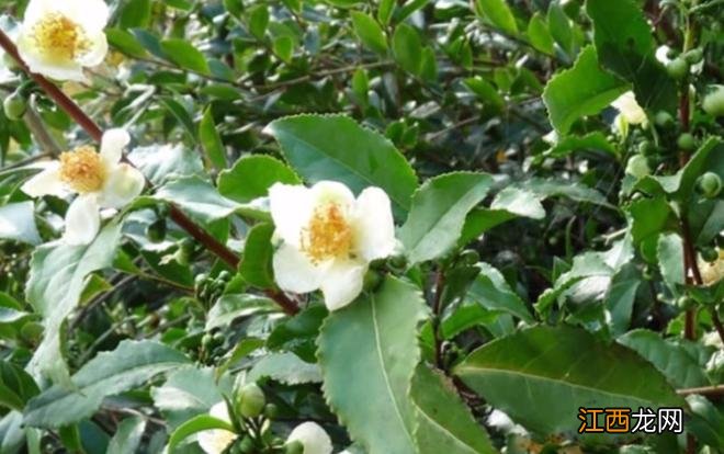 30种常见“食物”在自然界中的样子,看看你认识几个呢?