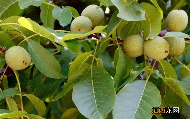 30种常见“食物”在自然界中的样子,看看你认识几个呢?