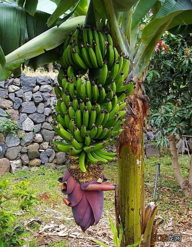 30种常见“食物”在自然界中的样子,看看你认识几个呢?