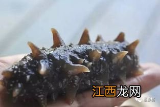 海参怎么被涨发得那么大