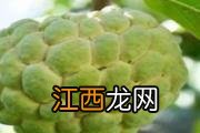 红豆和赤小豆哪个好 红豆和赤小豆怎么区分