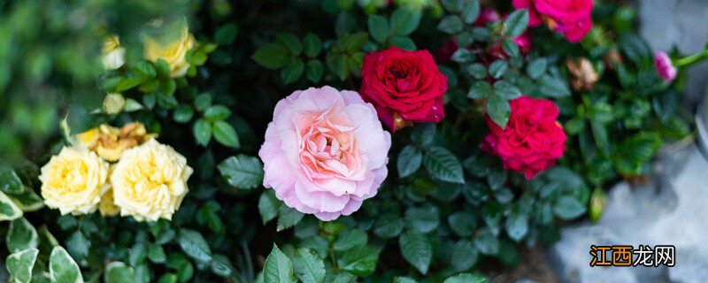 花多多2号的使用方法 花多多2号使用方法多久一次