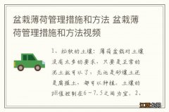 盆栽薄荷管理措施和方法 盆栽薄荷管理措施和方法视频