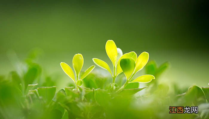 植物睡眠现象阅读答案 植物睡眠现象