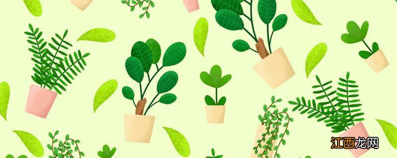 金边瑞香秋天能换盆吗视频 金边瑞香秋天能换盆吗