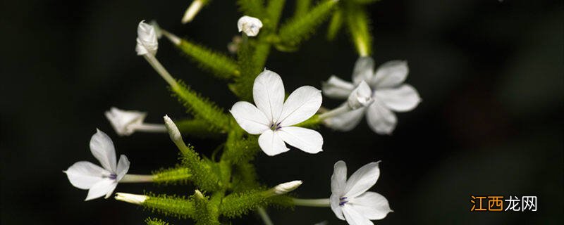 益母草种植技术及亩收益 益母草种植技术