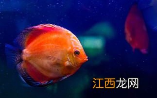 观赏虾和观赏鱼哪个好养一些