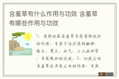 含羞草有什么作用与功效 含羞草有哪些作用与功效