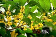 桂花树如何过冬