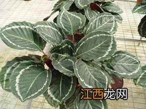 观叶植物红钻怎么养