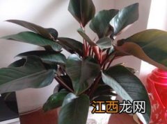 观叶植物红钻怎么养