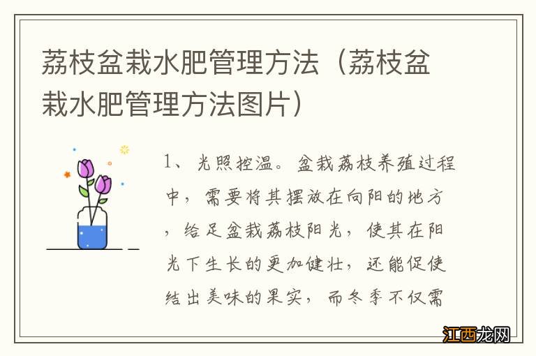 荔枝盆栽水肥管理方法图片 荔枝盆栽水肥管理方法