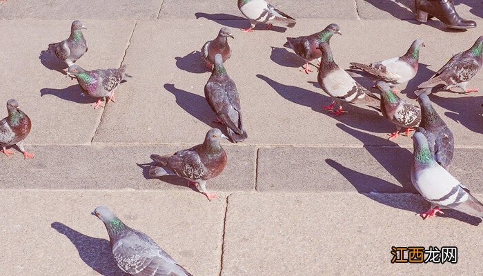 家鸽气体交换的部位是什么 家鸽气体交换的部位是什么