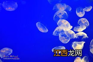 海底奇光一句话概括第六节的内容