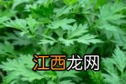 野草莓的功效与作用 野草莓的食用方式和注意事项